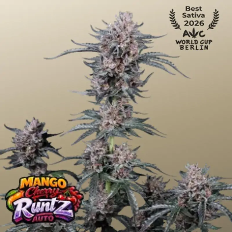 Auto Mango Cherry Runtz