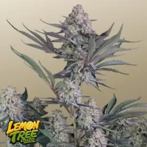 Auto Lemon Tree