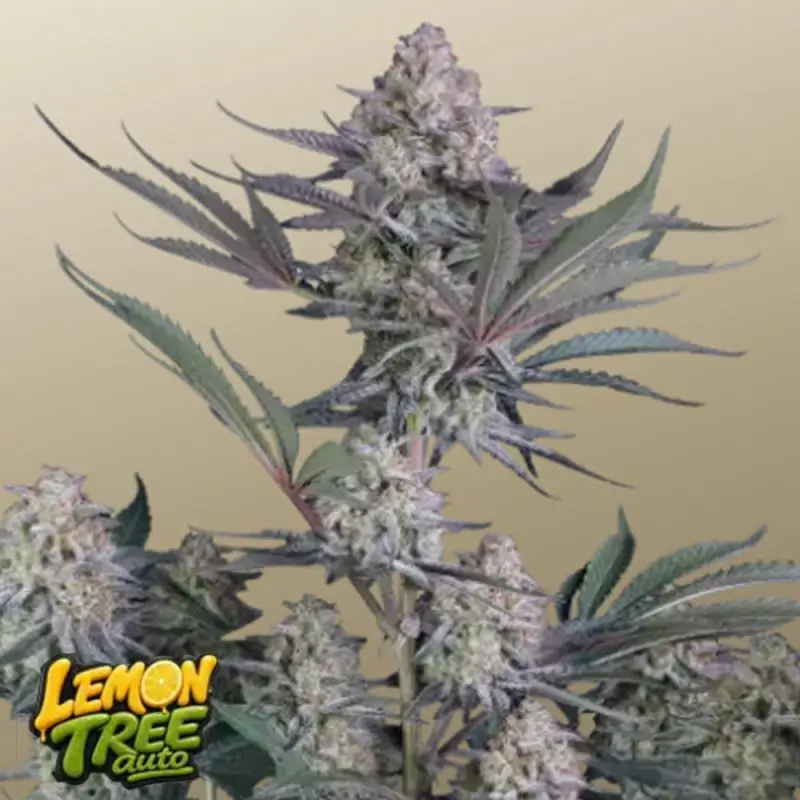 Auto Lemon Tree