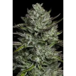 Bob Marley Redemption Indica