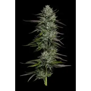 Bob Marley Redemption Indica