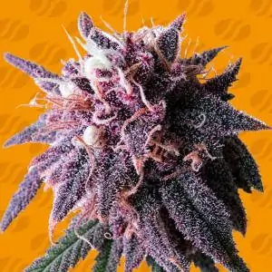 Purple Haze