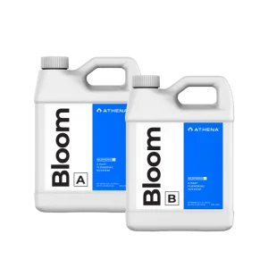 Bloom A+B Athena