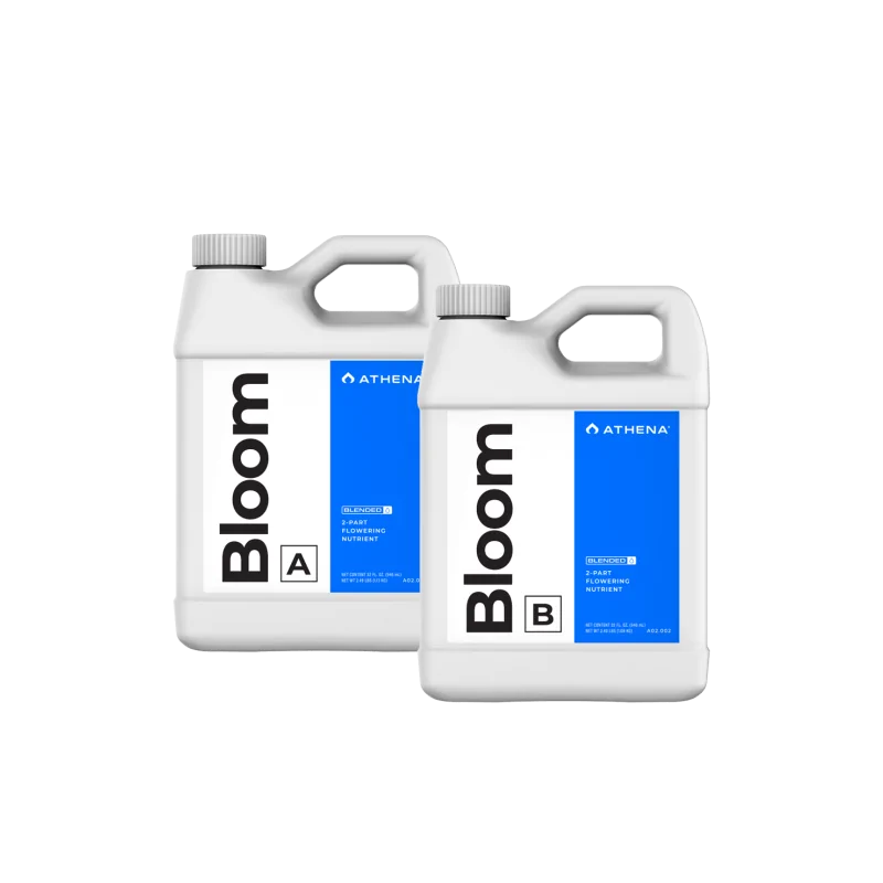 Bloom A+B Athena