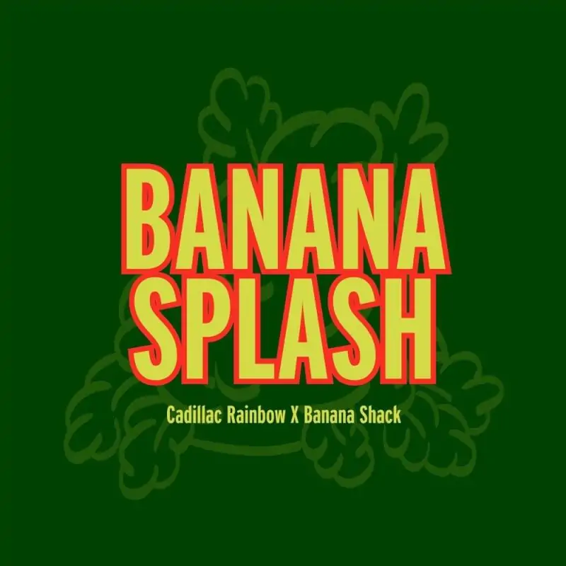 Banana Splash - Grand Cru Genetics | Sativa Grow Shop