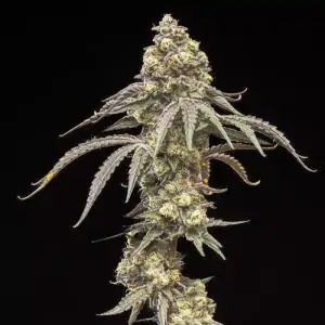 Creamy Kush Gas