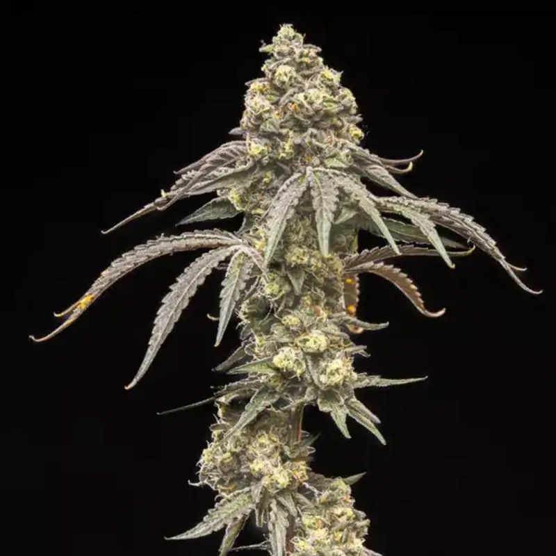 Creamy Kush Gas
