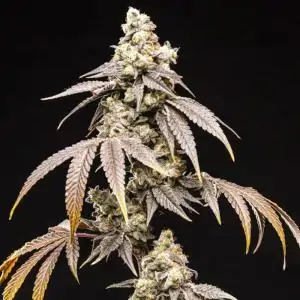 Frosty Rainbow