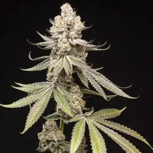 Papaya Limez