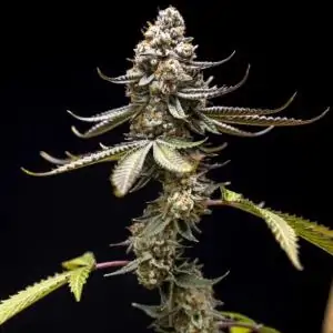 Pink Truffle