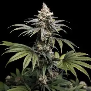 Tropic Gem