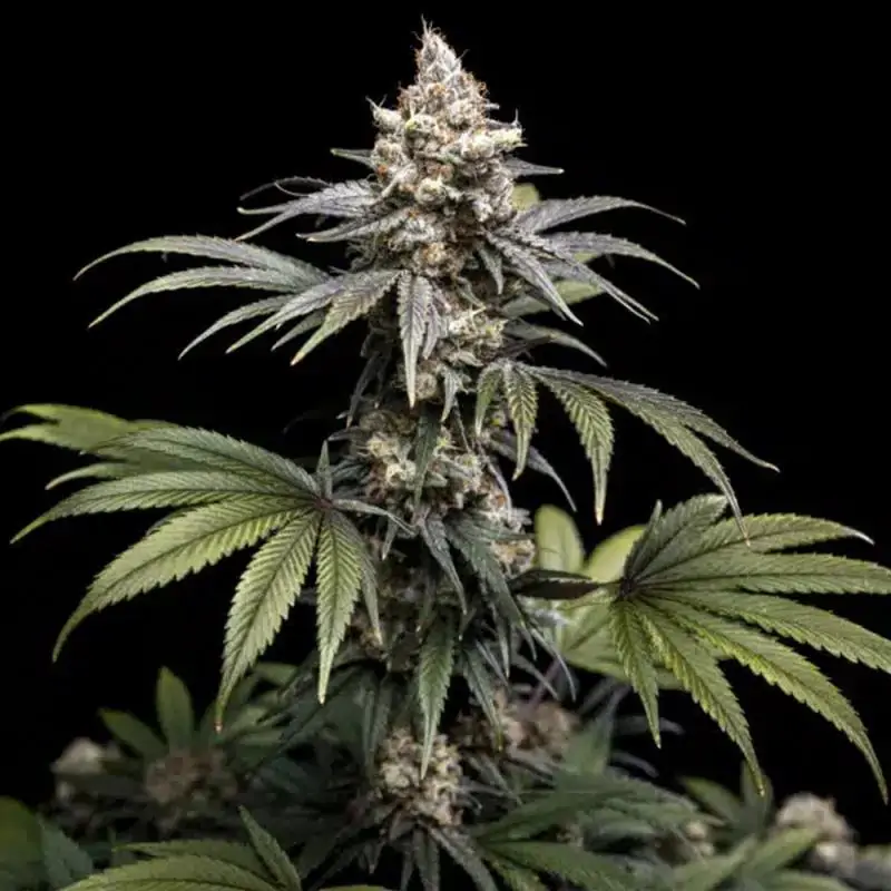Tropic Gem