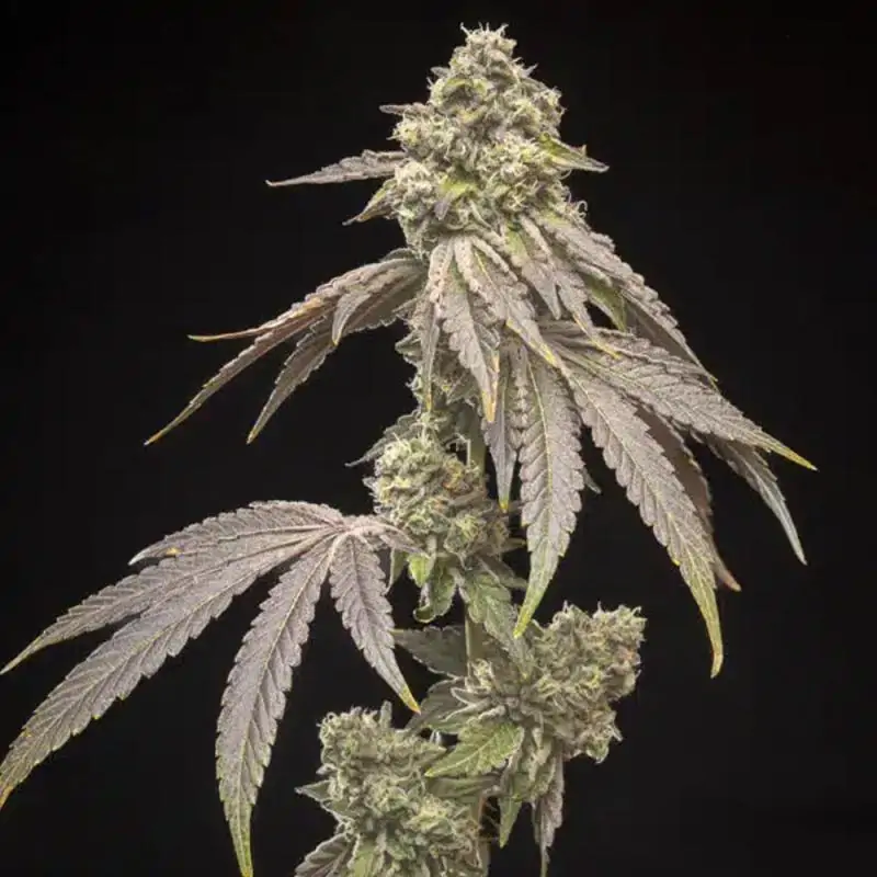 Tropical Kush Fuel