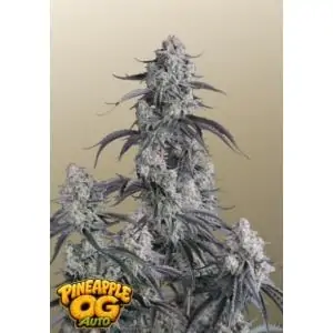Auto Pineapple OG