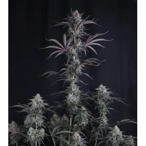 Auto Pineapple OG