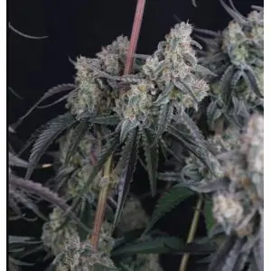 Auto Pineapple OG