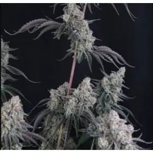 Auto Pineapple OG