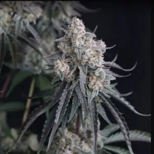 Auto Pineapple OG