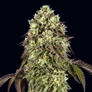 Auto Zunami Peach