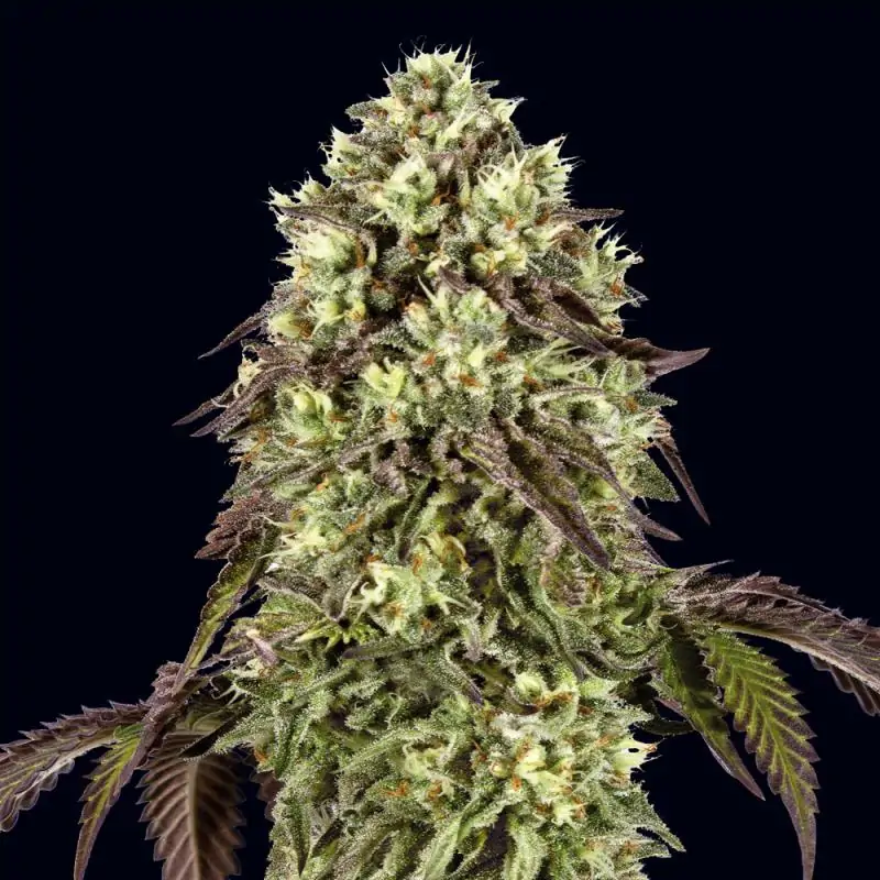 Auto Zunami Peach