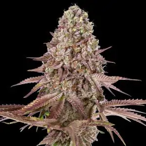 Auto Grand Daddy Purple - 00 seeds | Sativa Grow Shop