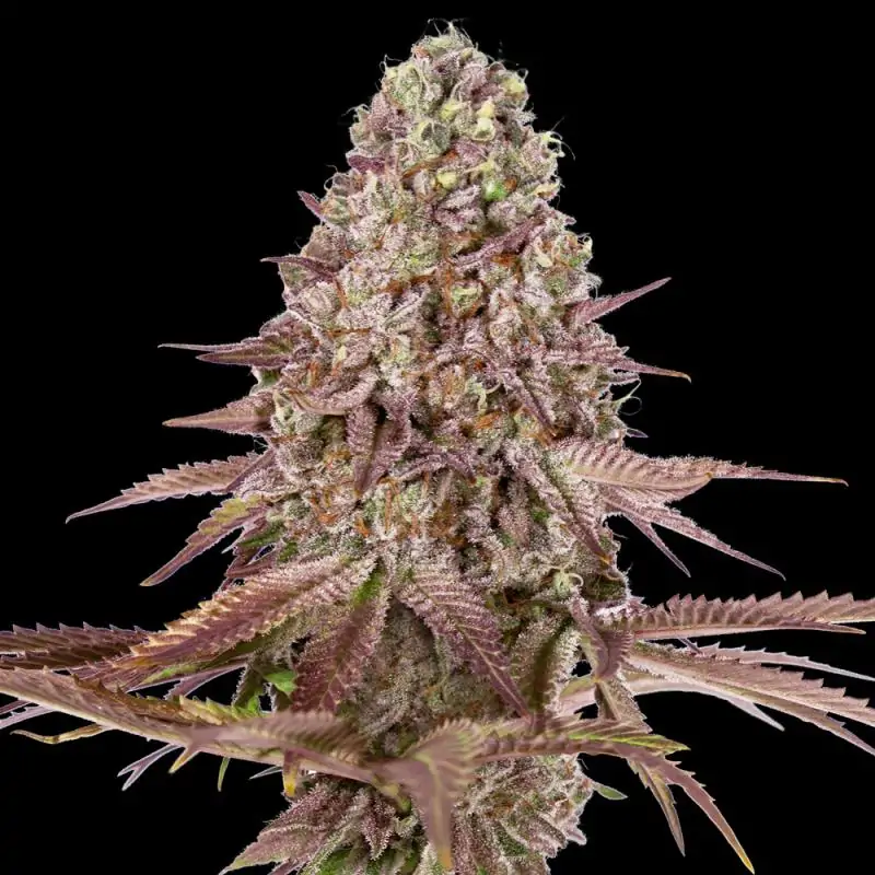 Auto Grand Daddy Purple - 00 seeds | Sativa Grow Shop