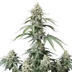 Auto Banana Cherry Cookies