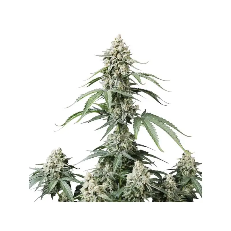 Auto Banana Cherry Cookies