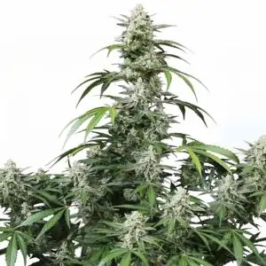 Auto Banana Frost