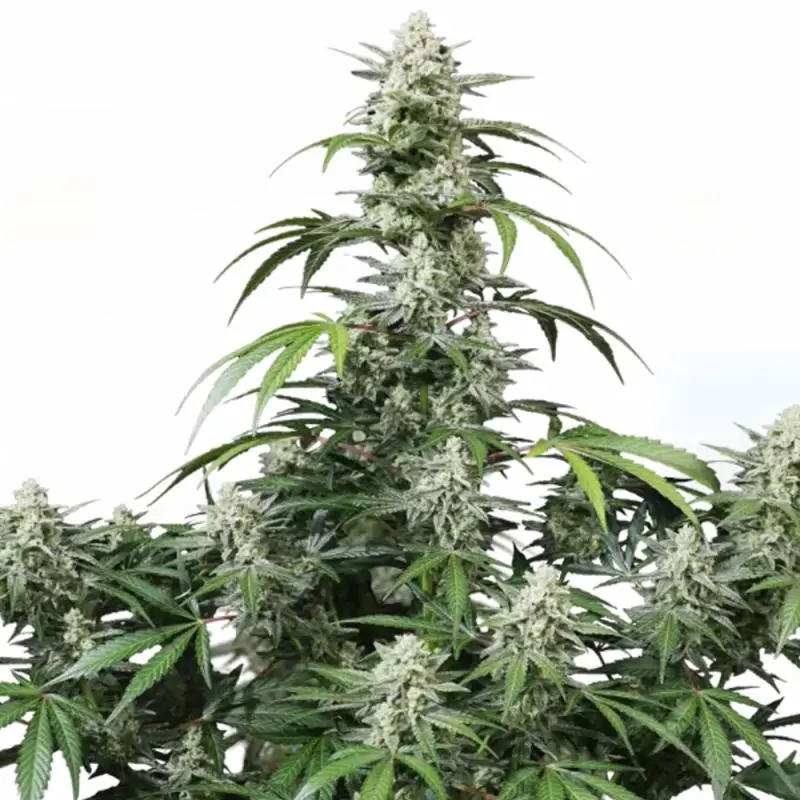 Auto Banana Frost