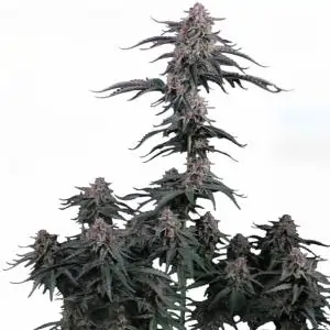 Auto Mendo Cherry Cookies