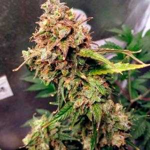 Auto NL FEMALE SEEDS