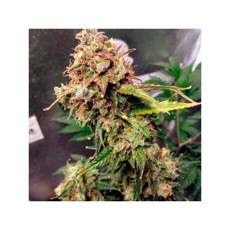 Auto NL FEMALE SEEDS
