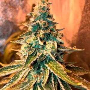 Chem OG