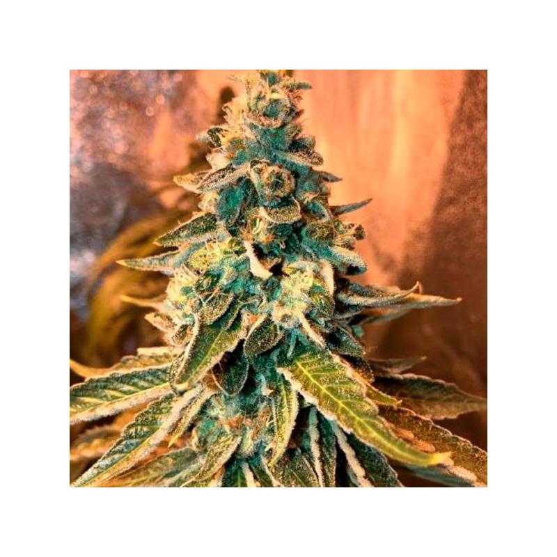 Chem OG