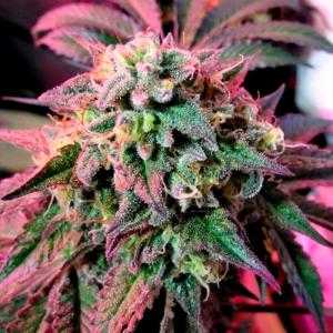 Cherry Pie