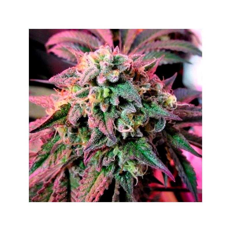 Cherry Pie