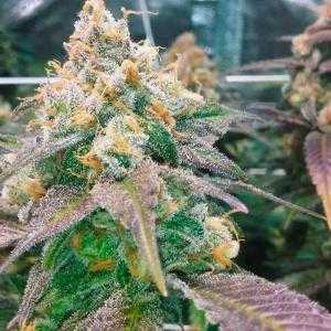 Dream Berry