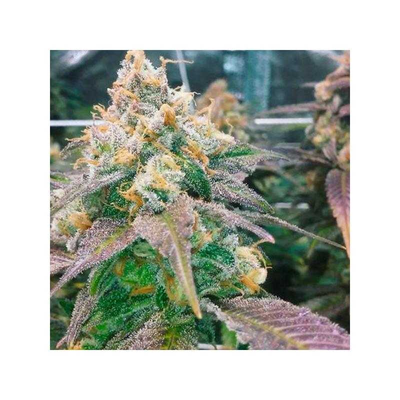 Dream Berry