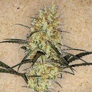 Grape Amnesia