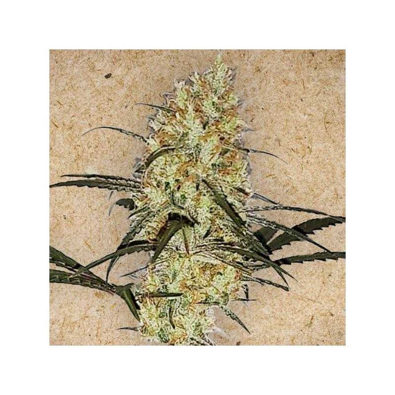 Grape Amnesia