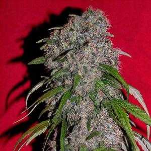 Sexbud