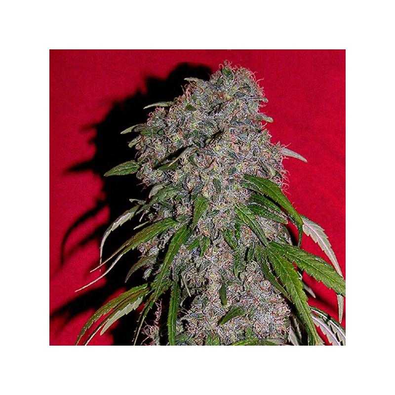 Sexbud