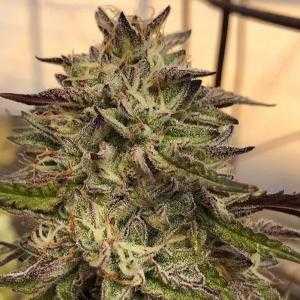 Chem Cookies