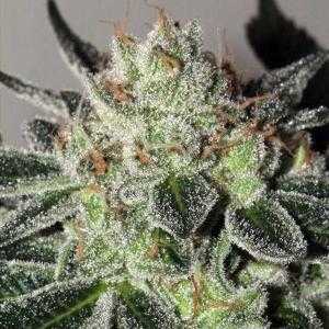 Mimosa Cookies