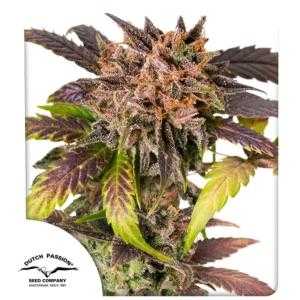 Auto GrapefruitZ
