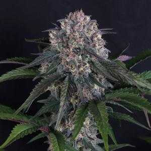 Auto Lemon Cherry Sundae