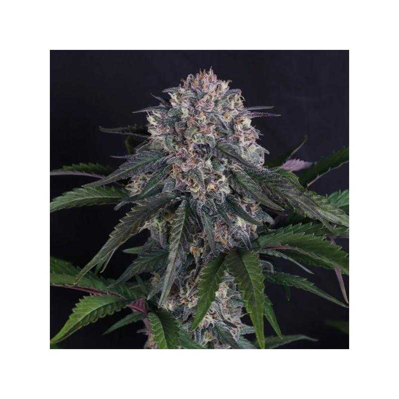 Auto Lemon Cherry Sundae