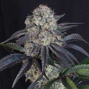Auto Lemon Cherry Sundae