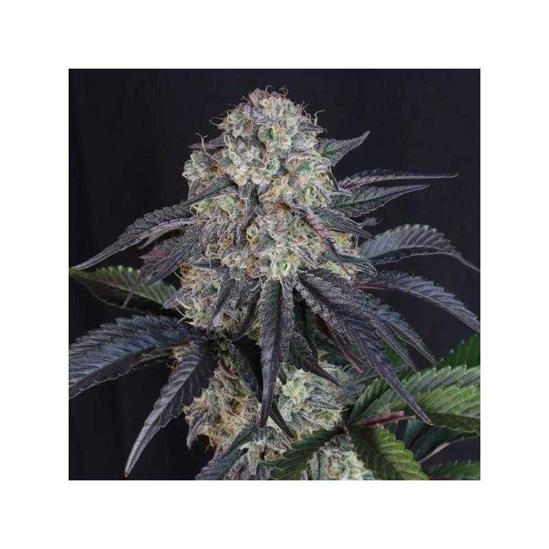 Auto Lemon Cherry Sundae